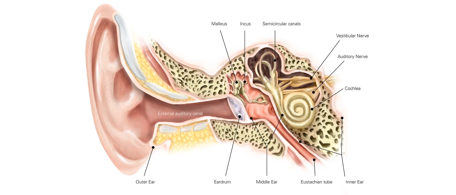 Вестибулярный аппарат в ухе человека. Эпитимпанум мезотимпанум. Евстахиева труба аутофония. Евстахиева труба анатомия человека.